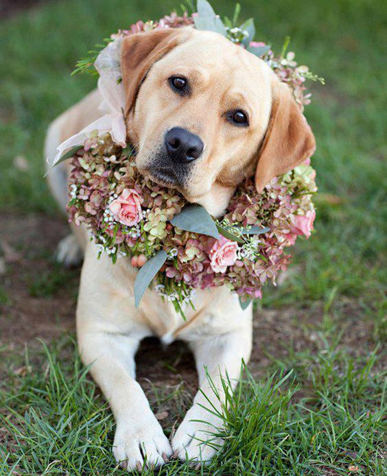 wedding-day-dog-1