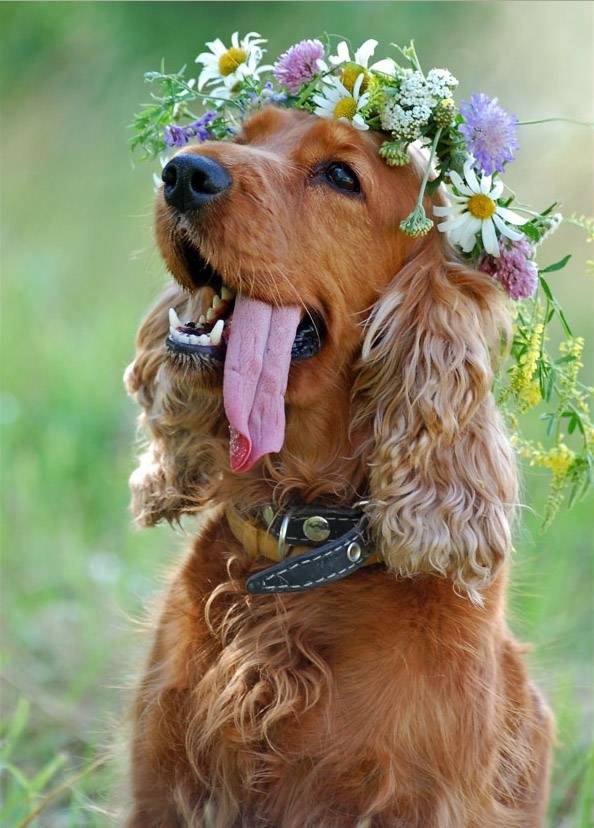 wedding-day-dog-2