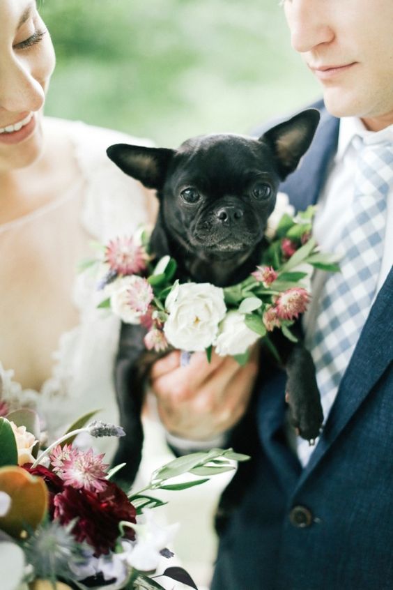 wedding-day-dog-3