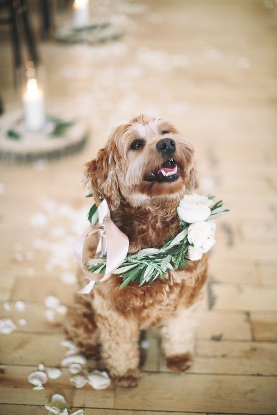 wedding-day-dog-5